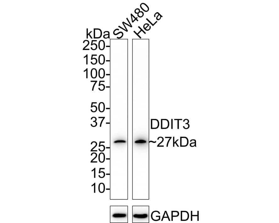GADD153/CHOP Antibody (JM10-31) Western Blot: GADD153/CHOP Antibody (JM10-31) [NBP2-66856]