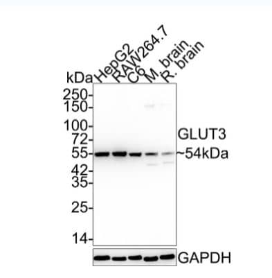 Glut3 Antibody (JA50-31)