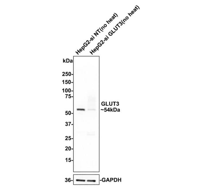 Glut3 Antibody (JA50-31)
