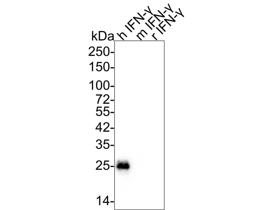 IFN-gamma Antibody (JM10-10) Western Blot: IFN-gamma Antibody (JM10-10) [NBP2-66900]