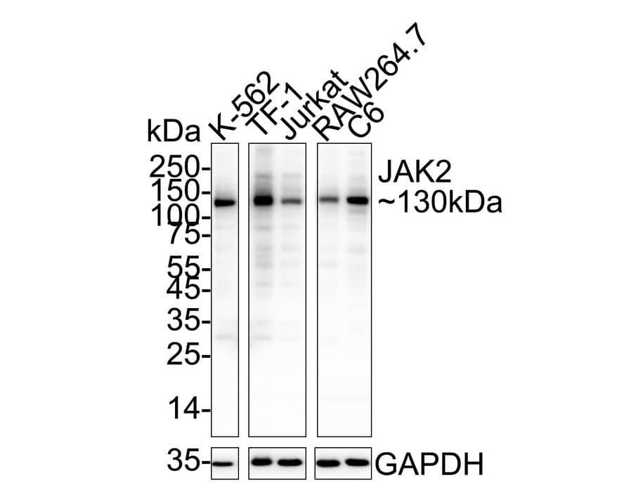 Jak2 Antibody (6-D3) Western Blot: Jak2 Antibody (6-D3) [NBP2-66913]