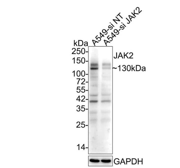 Jak2 Antibody (6-D3)