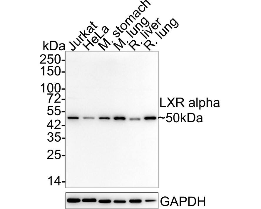 LXR alpha/NR1H3 Antibody (JA20-38) Western Blot: LXR alpha/NR1H3 Antibody (JA20-38) [NBP2-66938]