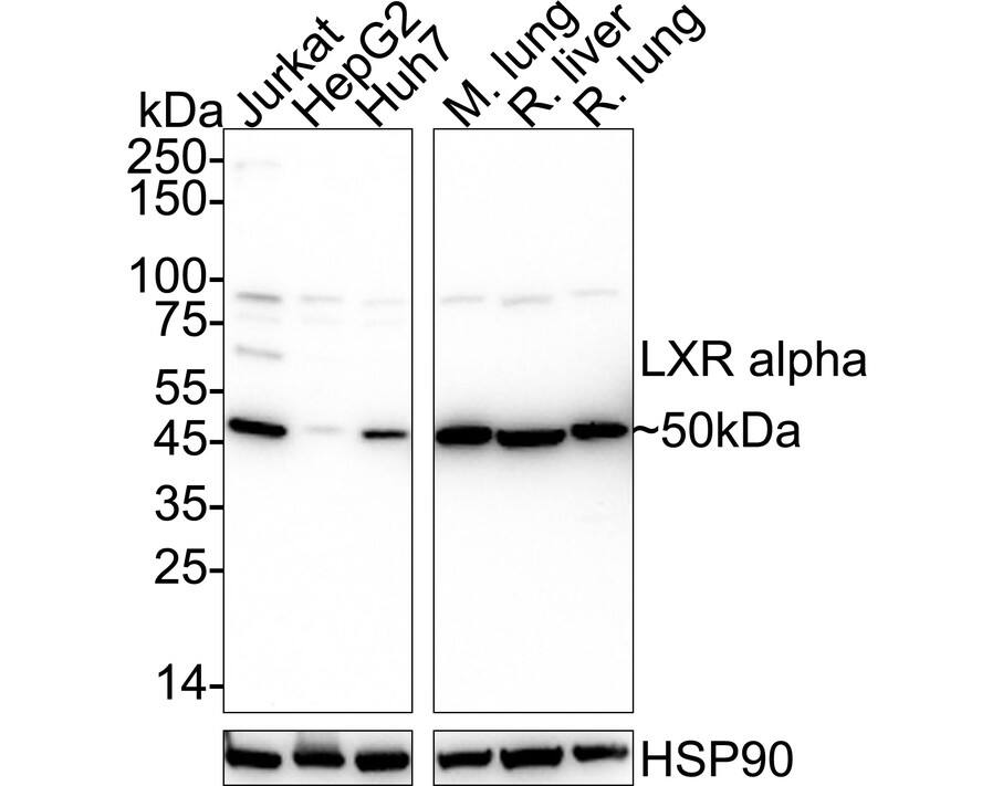 LXR alpha/NR1H3 Antibody (JA20-38) Western Blot: LXR alpha/NR1H3 Antibody (JA20-38) [NBP2-66938]