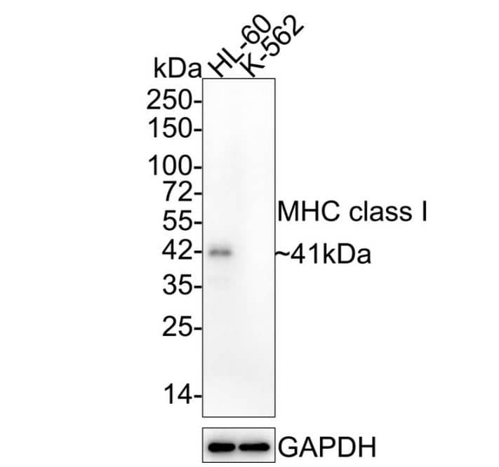 MHC Class I Antibody (JF10-38)