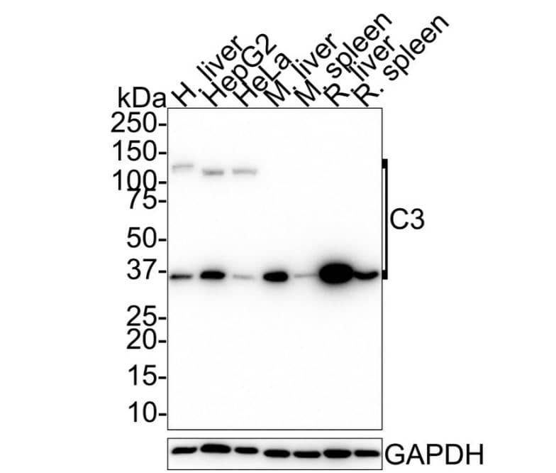Complement C3 Antibody (JF10-30)