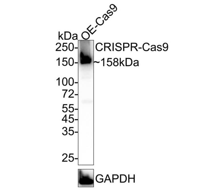 CRISPR-Cas9 Antibody (JM11-55)