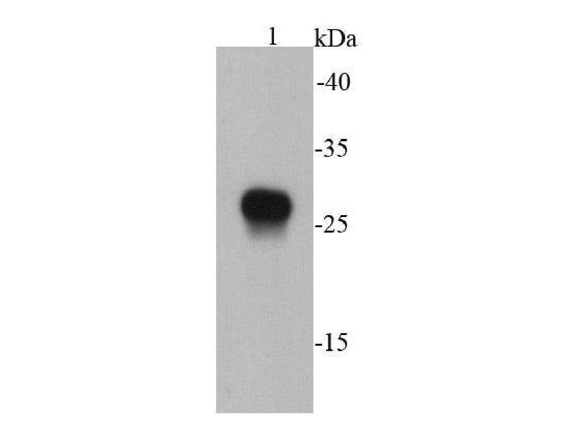E-Tag Epitope Tag Antibody (B2-E2) Western Blot: E-Tag Epitope Tag Antibody (B2-E2) [NBP2-67081]