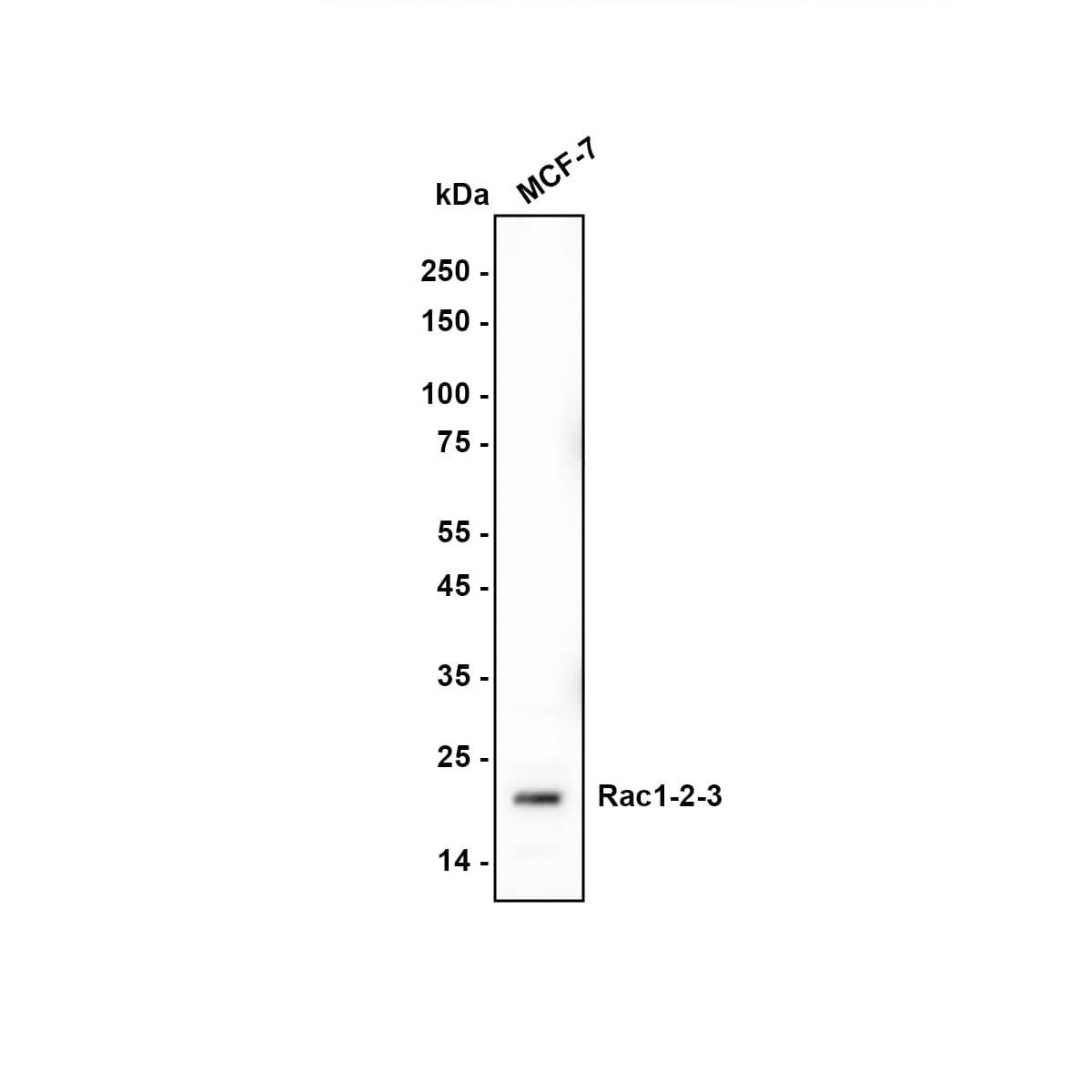 Rac1 Antibody (JM11-29) Western Blot: Rac1 Antibody (JM11-29) [NBP2-67091]