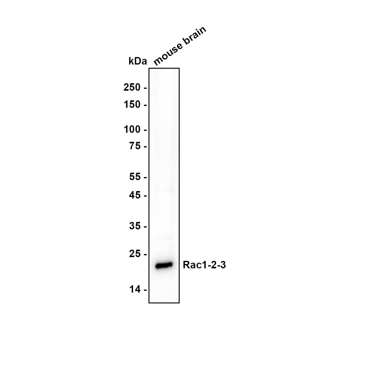Rac1 Antibody (JM11-29) Western Blot: Rac1 Antibody (JM11-29) [NBP2-67091]