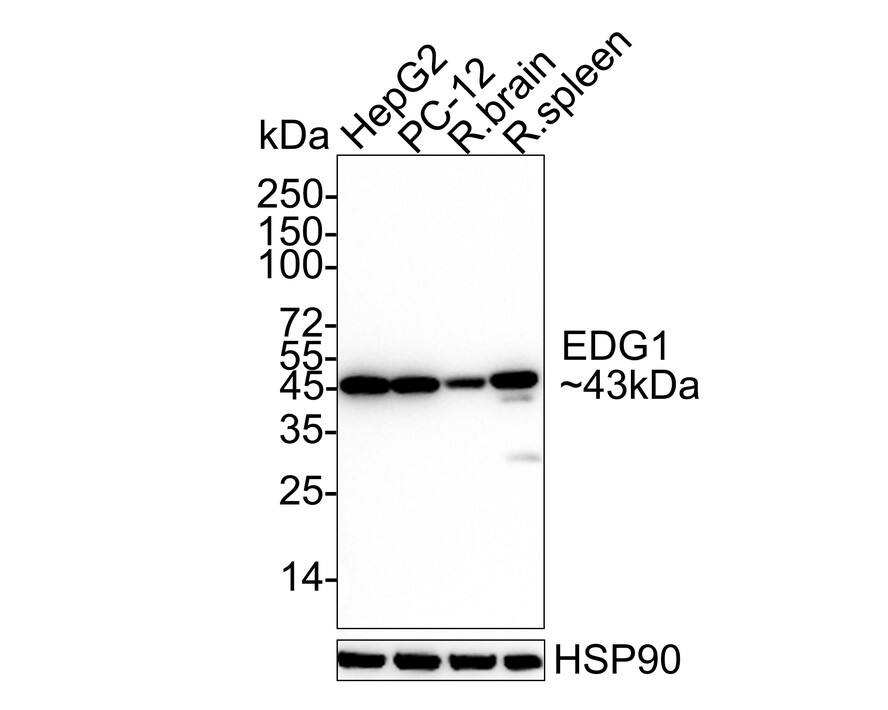 S1P1/EDG-1 Antibody (JM10-66) Western Blot: S1P1/EDG-1 Antibody (JM10-66) [NBP2-67129]