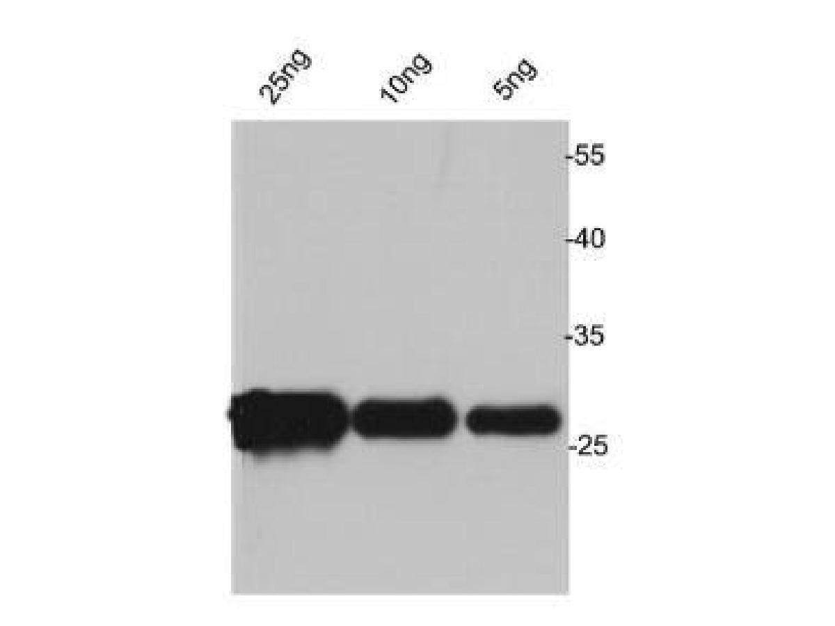 Avi Epitope Tag Antibody Western Blot: Avi Epitope Tag Antibody [NBP2-67172]