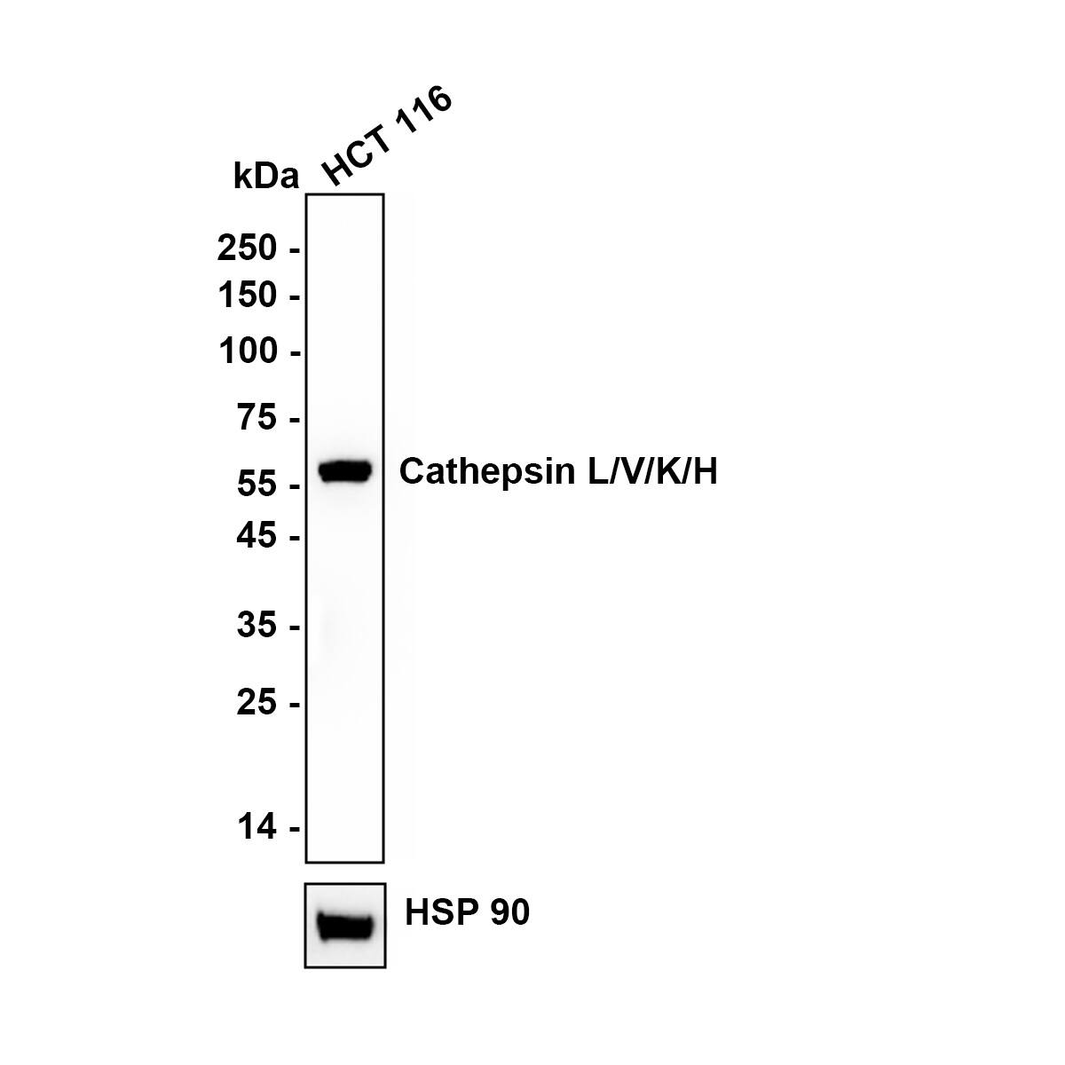 Cathepsin L/V/K/H Antibody (JM10-78) Western Blot: Cathepsin L/V/K/H Antibody (JM10-78) [NBP2-67216]