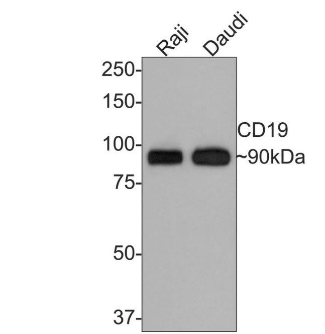 CD19 Antibody (JF100-06)