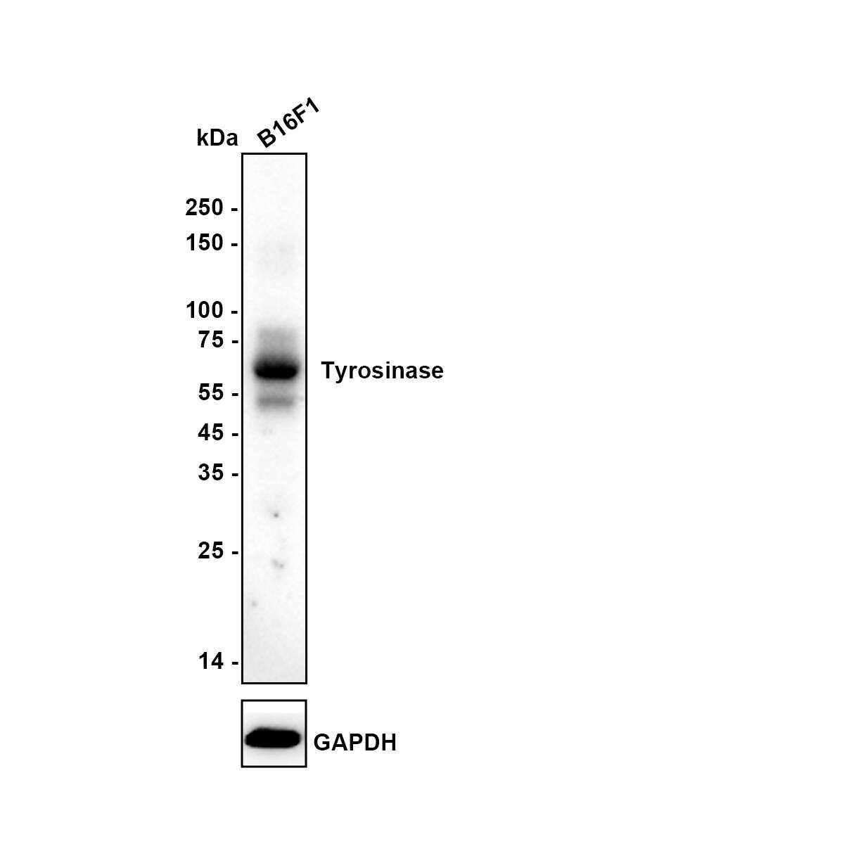 Tyrosinase Antibody (JA52-11) Western Blot: Tyrosinase Antibody (JA52-11) [NBP2-67232]