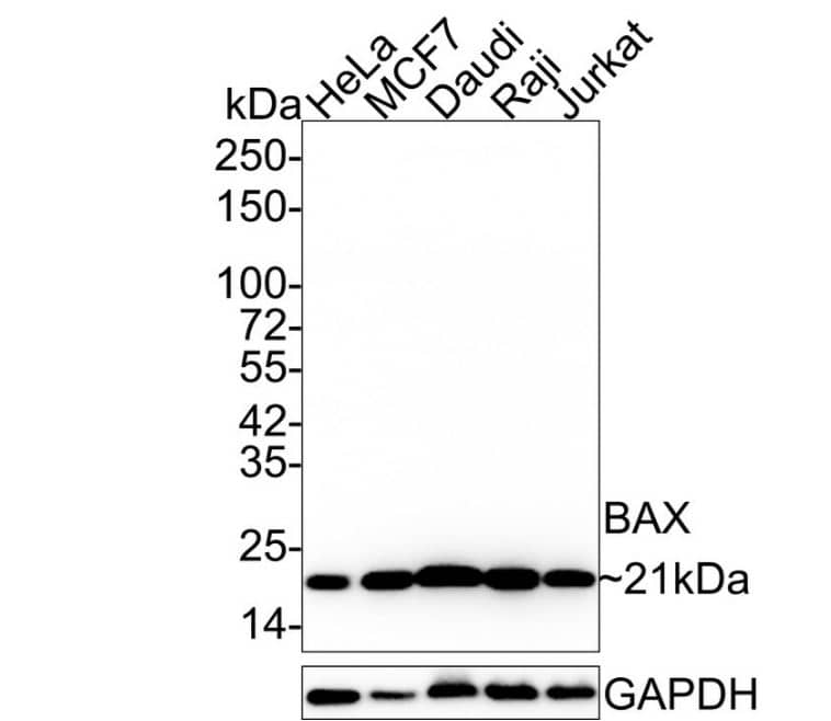 Bax Antibody