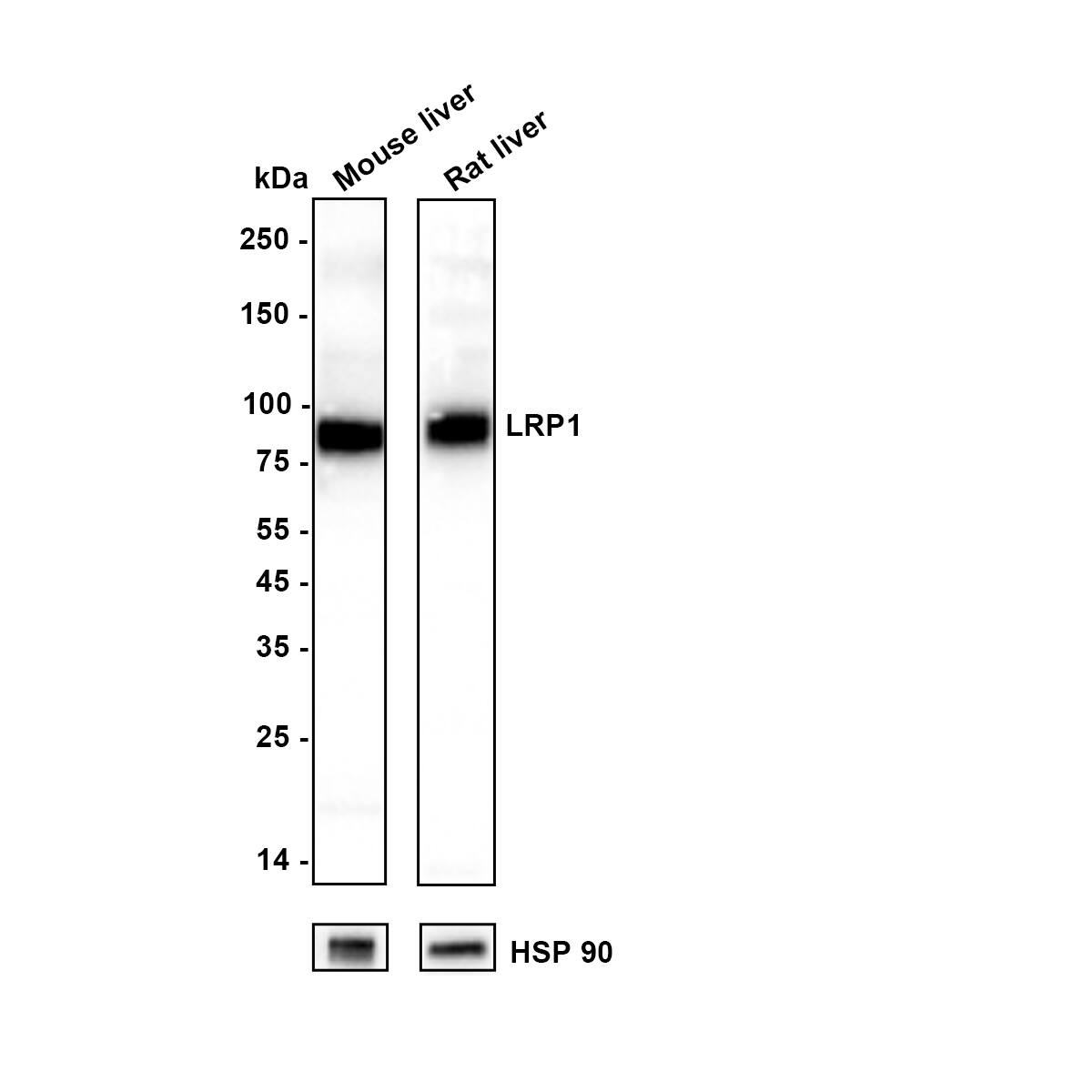 LRP-1 Antibody (SA0290) Western Blot: LRP-1 Antibody (SA0290) [NBP2-67286]
