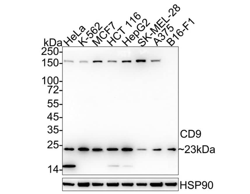 CD9 Antibody (SA35-08)