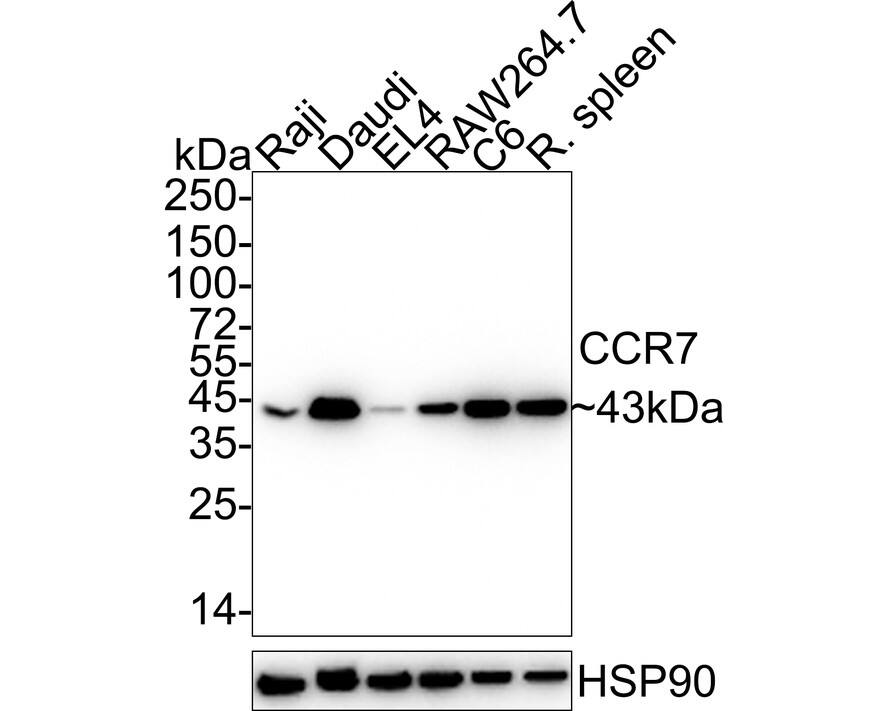 CCR7 Antibody (SR36-04) Western Blot: CCR7 Antibody (SR36-04) [NBP2-67324]