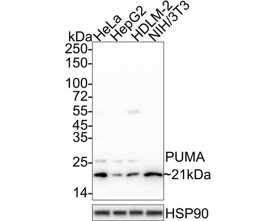PUMA Antibody (SR42-09) Western Blot: PUMA Antibody (SR42-09) [NBP2-67326]