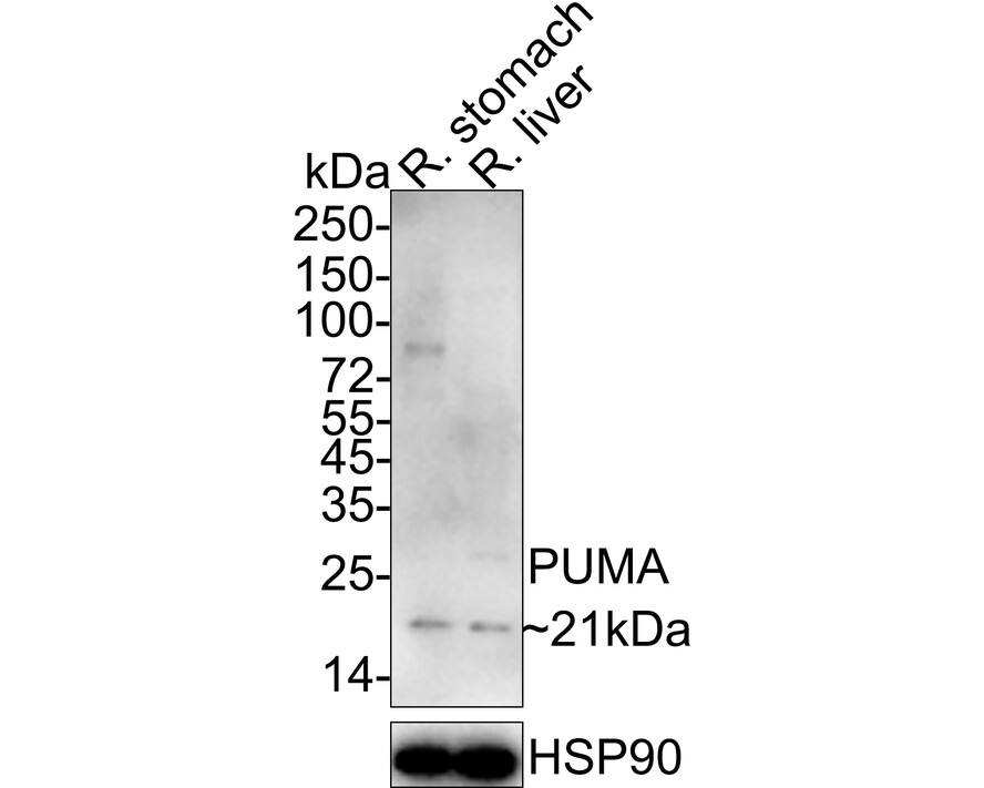 PUMA Antibody (SR42-09) Western Blot: PUMA Antibody (SR42-09) [NBP2-67326]
