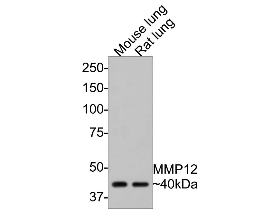 MMP-12 Antibody (SR03-23) Western Blot: MMP-12 Antibody (SR03-23) [NBP2-67344]