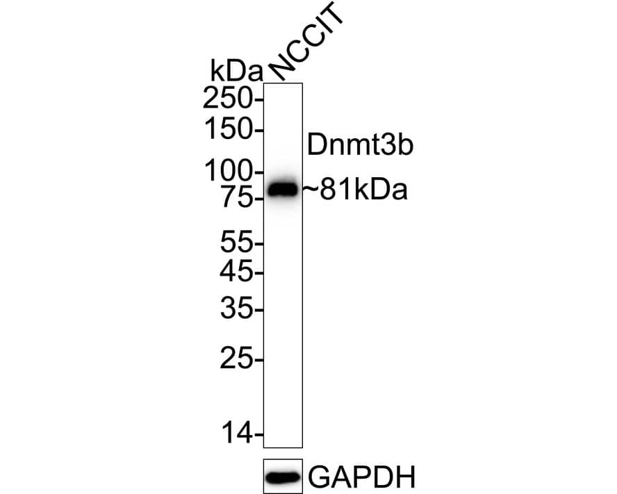 DNMT3B Antibody (SY09-07) Western Blot: DNMT3B Antibody (SY09-07) [NBP2-67398]