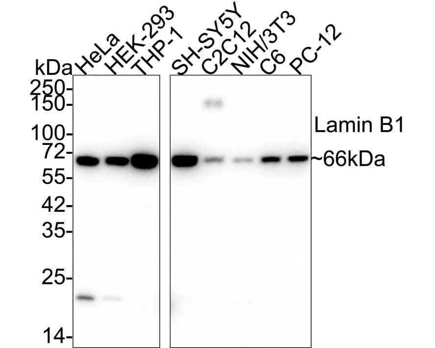 Lamin B1 Antibody (SI17-07) Western Blot: Lamin B1 Antibody (SI17-07) [NBP2-67405]