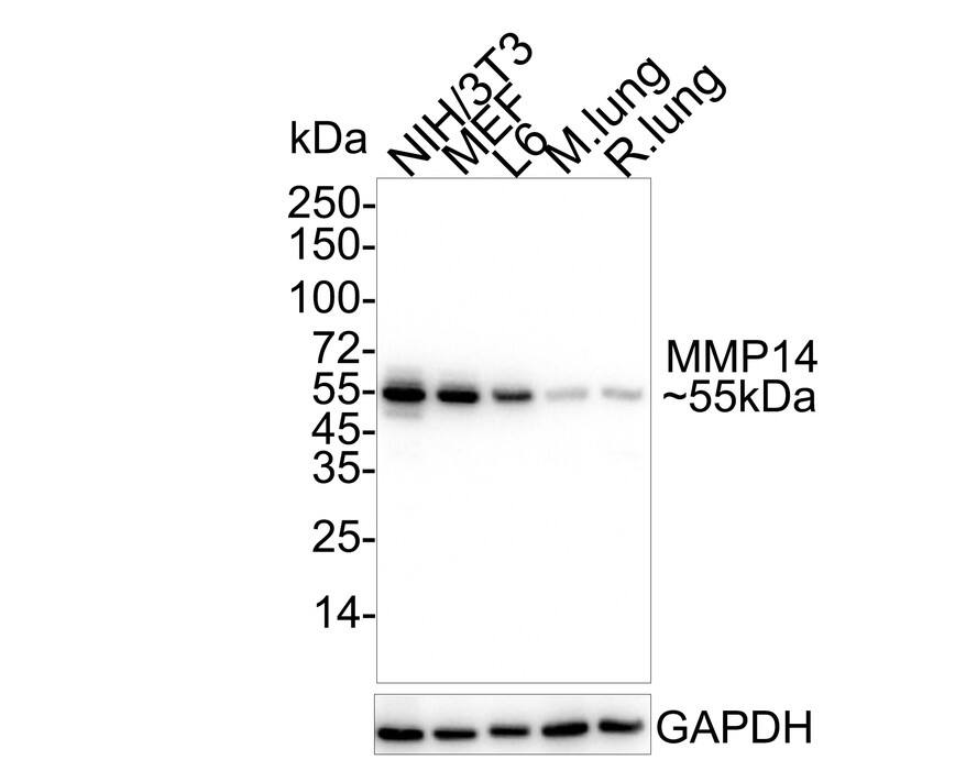 MMP-14/MT1-MMP Antibody (3-F7) Western Blot: MMP-14/MT1-MMP Antibody (3-F7) [NBP2-67415]