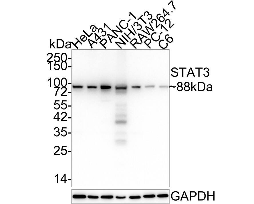STAT3 Antibody (SY24-08) Western Blot: STAT3 Antibody (SY24-08) [NBP2-67432]