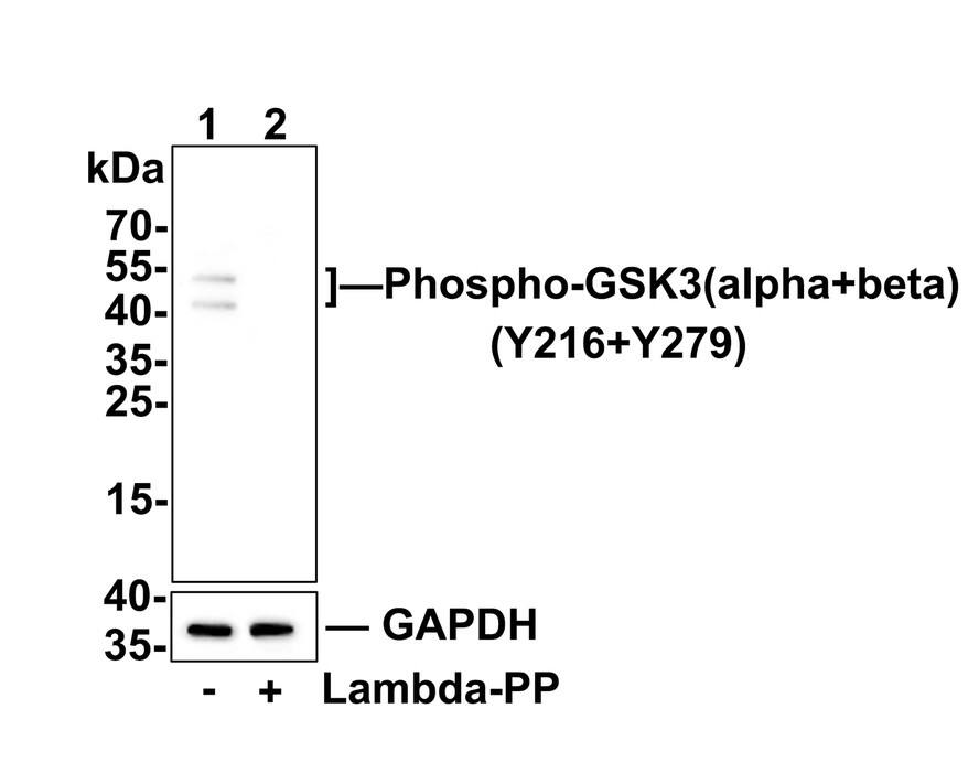 GSK-3 alpha/beta [p Tyr216, p Tyr279] Antibody (SY26-05) Western Blot: GSK-3 alpha/beta [p Tyr216, p Tyr279] Antibody (SY26-05) [NBP2-67441]