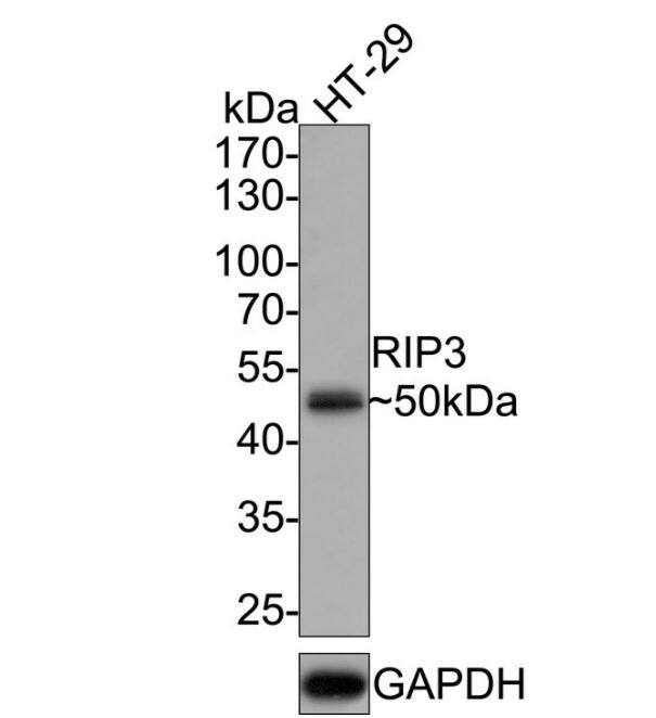 Nrf2 [p Ser40] Antibody (SU0334)