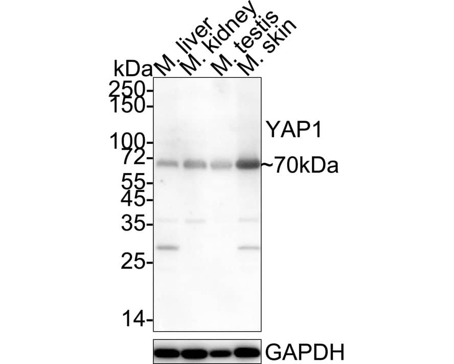 YAP1 Antibody (SU33-06) Western Blot: YAP1 Antibody (SU33-06) [NBP2-67467]