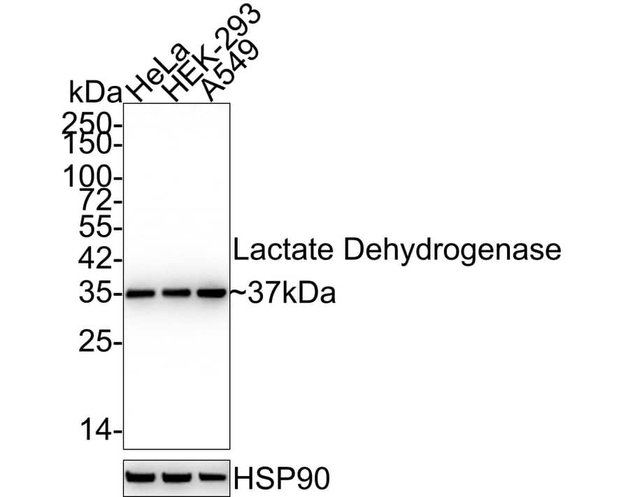 Lactate Dehydrogenase A/LDHA Antibody (SU39-06) Western Blot: Lactate Dehydrogenase A/LDHA Antibody (SU39-06) [NBP2-67483]