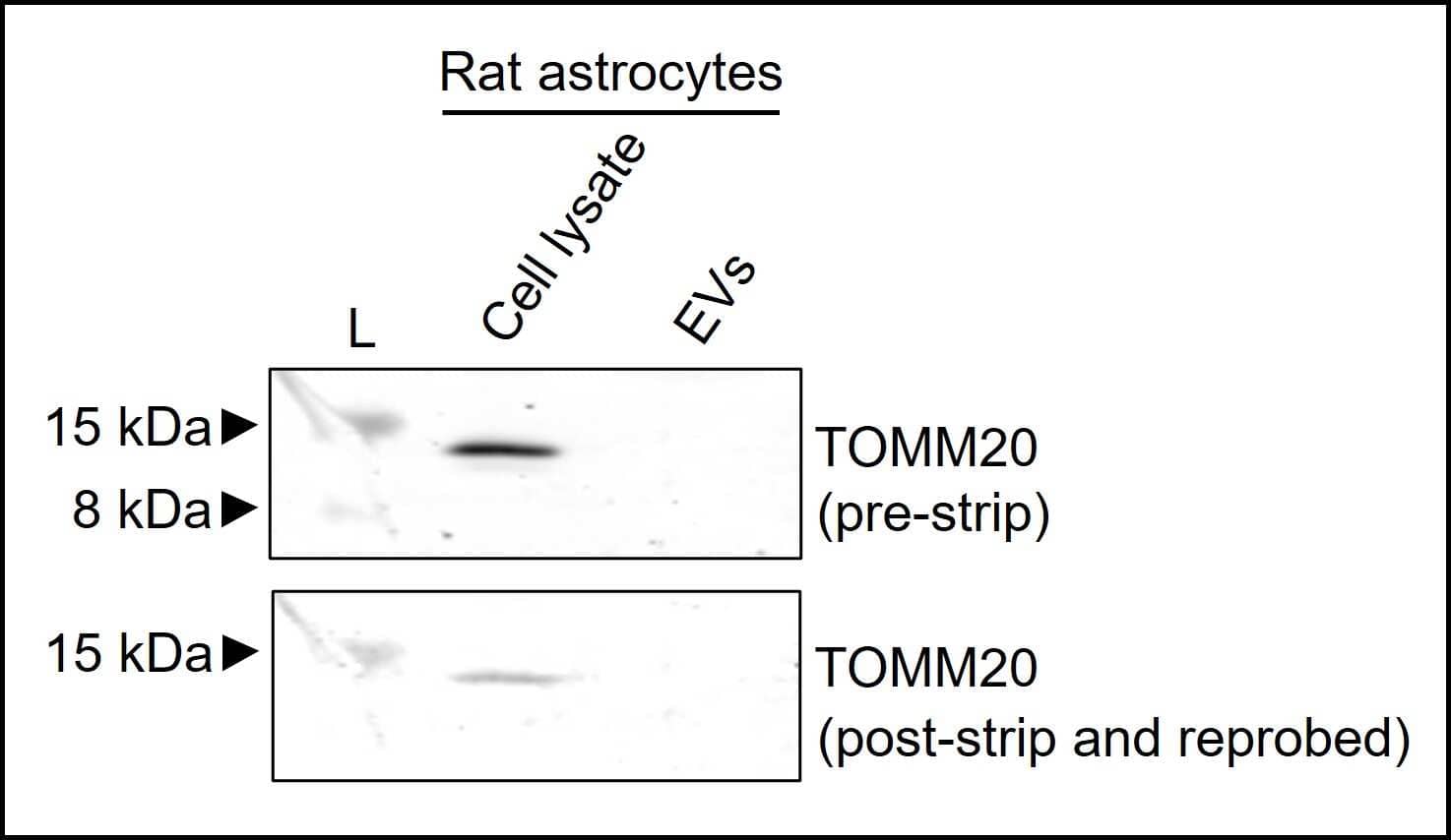 TOMM20 Antibody (ST04-72)