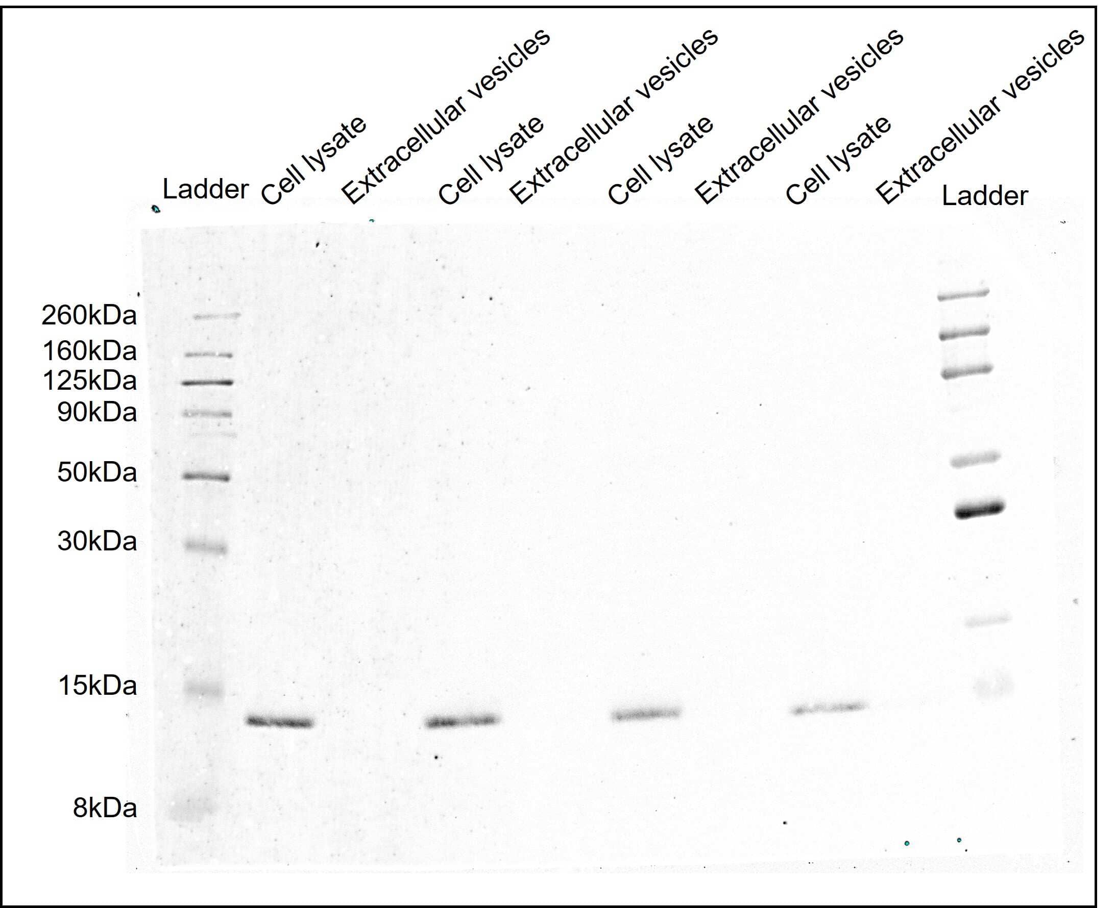 TOMM20 Antibody (ST04-72)