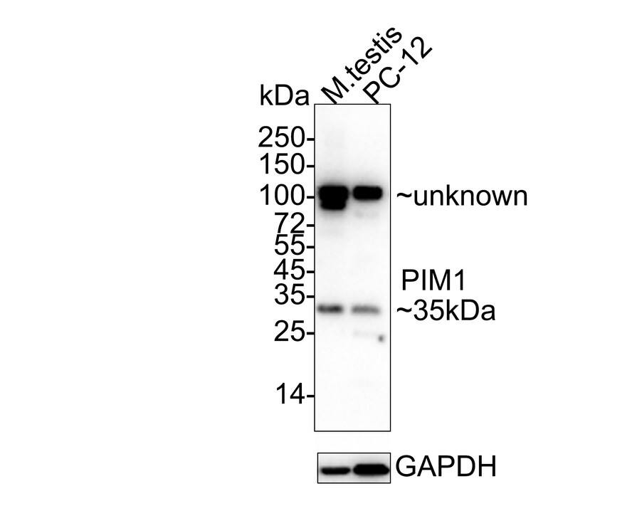 PIM1 Antibody (ST0513) Western Blot: PIM1 Antibody (ST0513) [NBP2-67528]