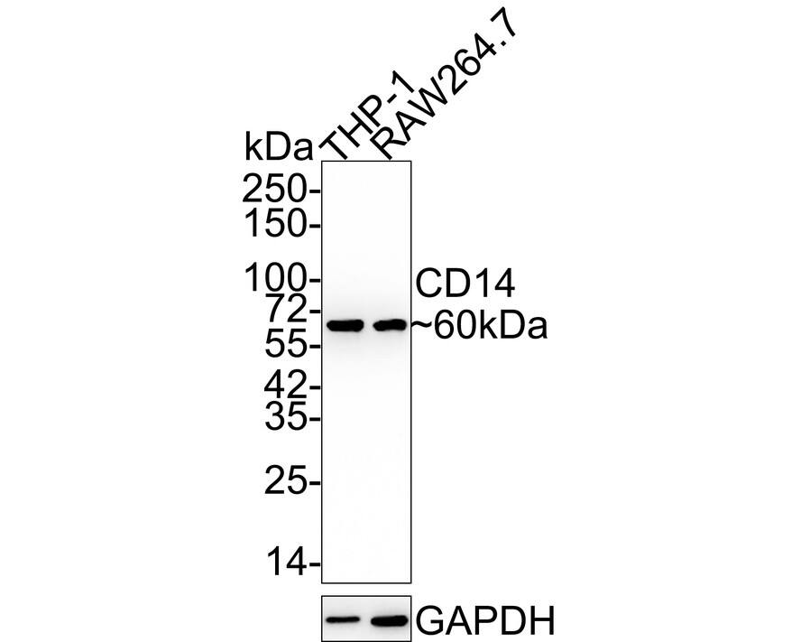 CD14 Antibody (SC69-02) Western Blot: CD14 Antibody (SC69-02) [NBP2-67630]