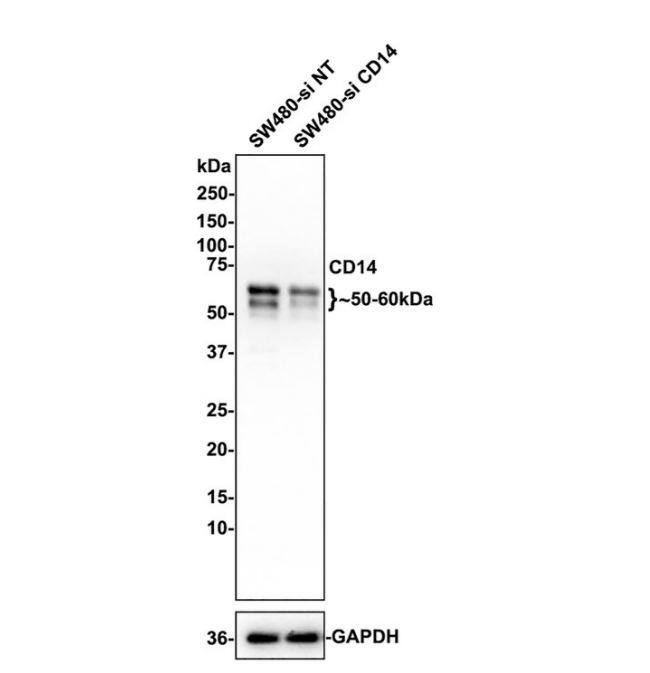 CD14 Antibody (SC69-02)