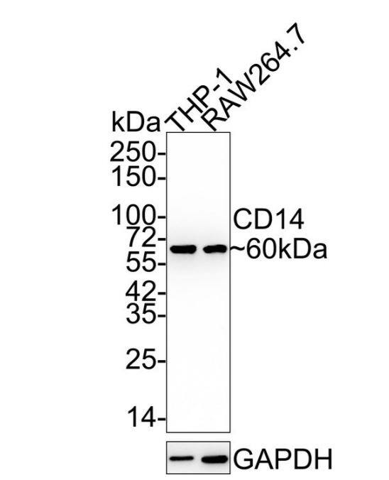 CD14 Antibody (SC69-02)