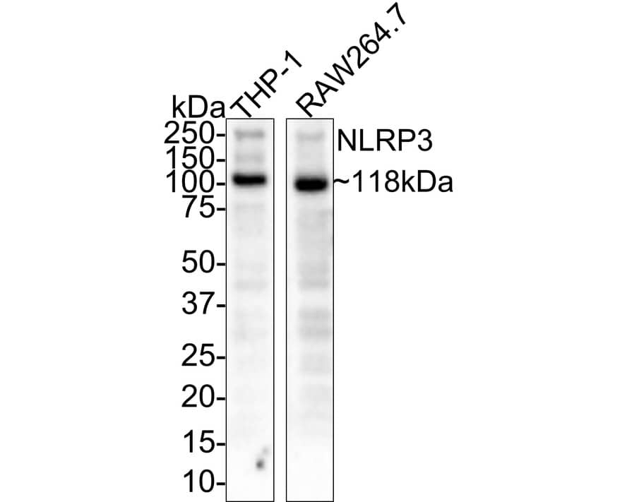 NLRP3/NALP3 Antibody (SC06-23) Western Blot: NLRP3/NALP3 Antibody (SC06-23) [NBP2-67639]