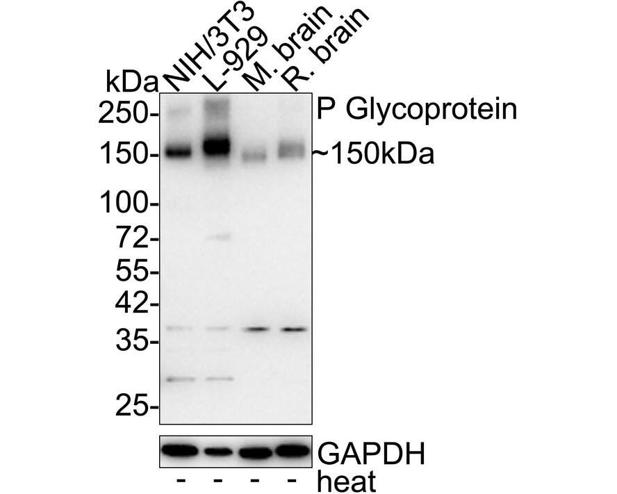 MDR1/ABCB1 Antibody (SN06-42) Western Blot: MDR1/ABCB1 Antibody (SN06-42) [NBP2-67667]