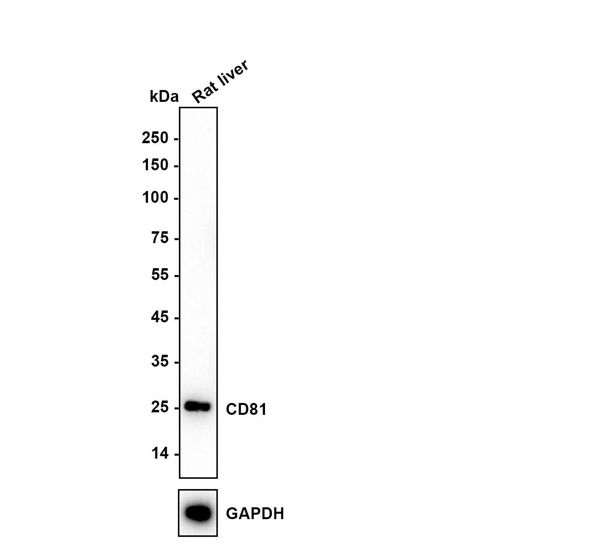 CD81 Antibody (SN206-01) Western Blot: CD81 Antibody (SN206-01) [NBP2-67722]