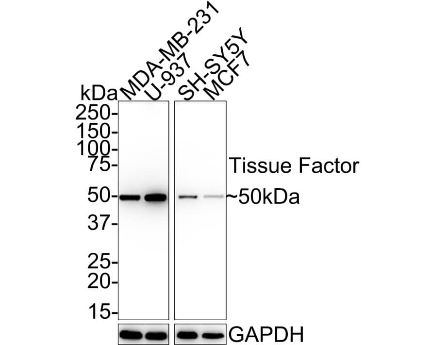 Coagulation Factor III/Tissue Factor Antibody (SN20-16) Western Blot: Coagulation Factor III/Tissue Factor Antibody (SN20-16) [NBP2-67731]