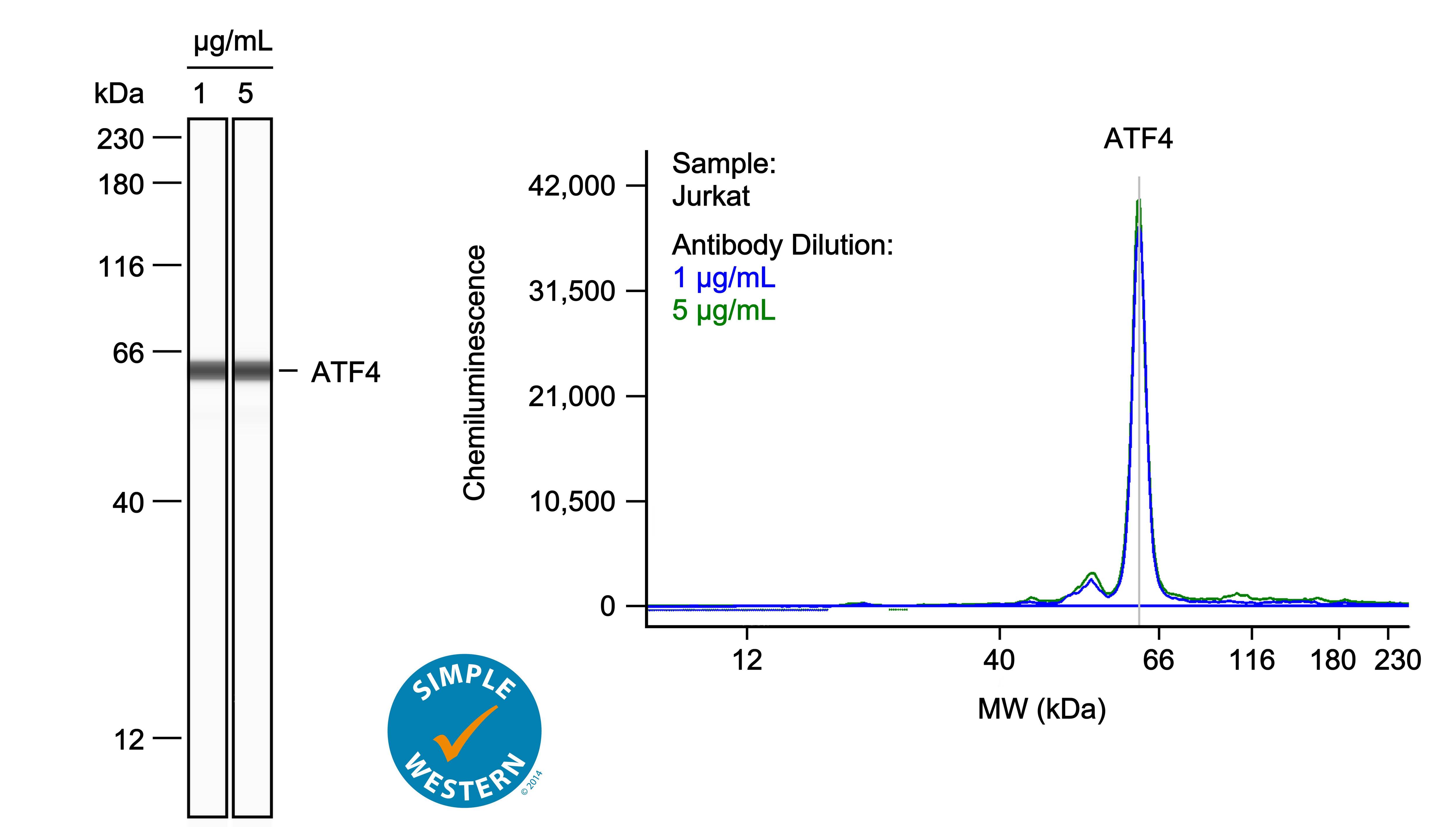 ATF4 Antibody (SD20-92)