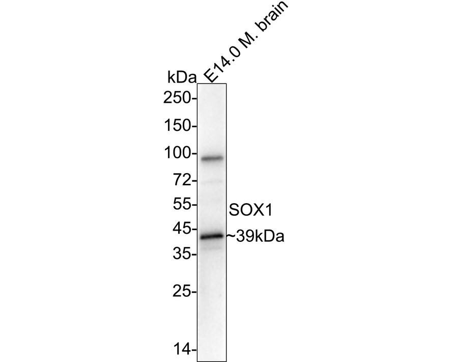 SOX1 Antibody (JJ20-40) Western Blot: SOX1 Antibody (JJ20-40) [NBP2-67864]