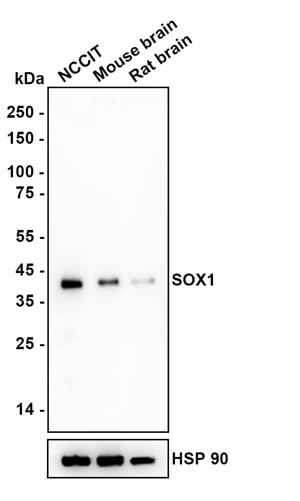 SOX1 Antibody (JJ20-40) Western Blot: SOX1 Antibody (JJ20-40) [NBP2-67864]