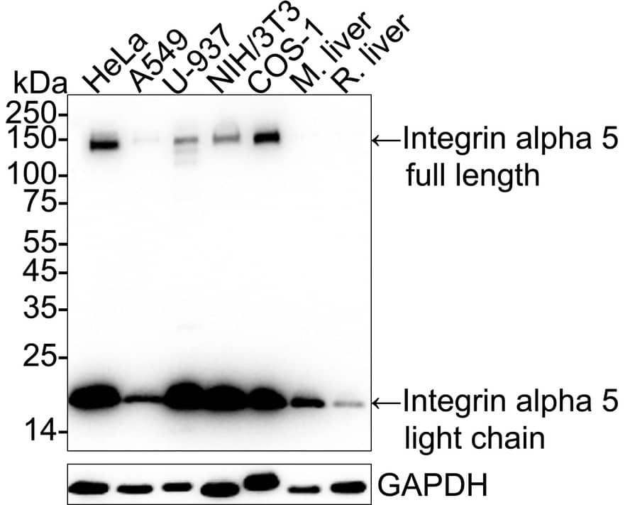 Integrin alpha 5/CD49e Antibody (JJ08-94) Western Blot: Integrin alpha 5/CD49e Antibody (JJ08-94) [NBP2-67883]