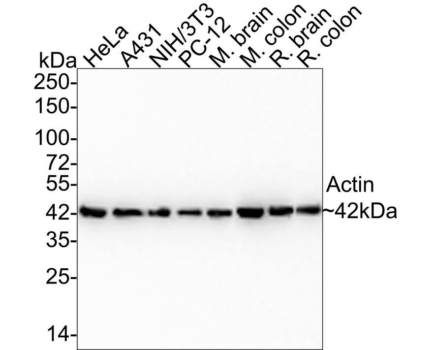 Actin Antibody (JJ09-29) Western Blot: Actin Antibody (JJ09-29) [NBP2-67907]