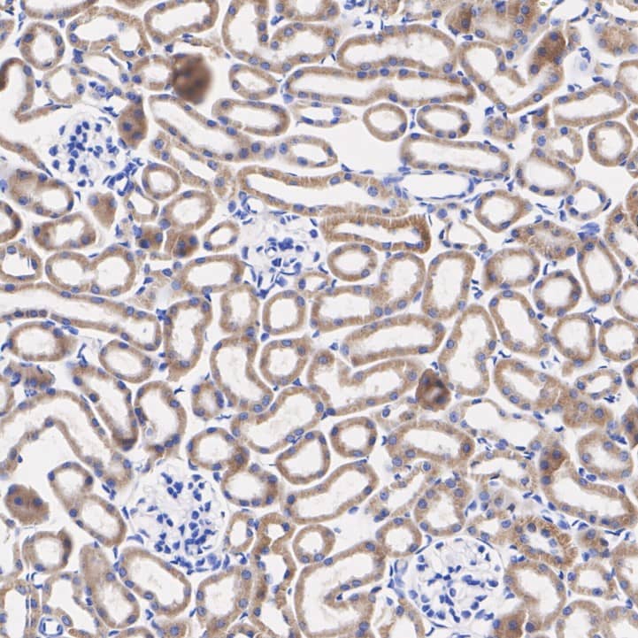 FAT10 Antibody (JJ084-09)
